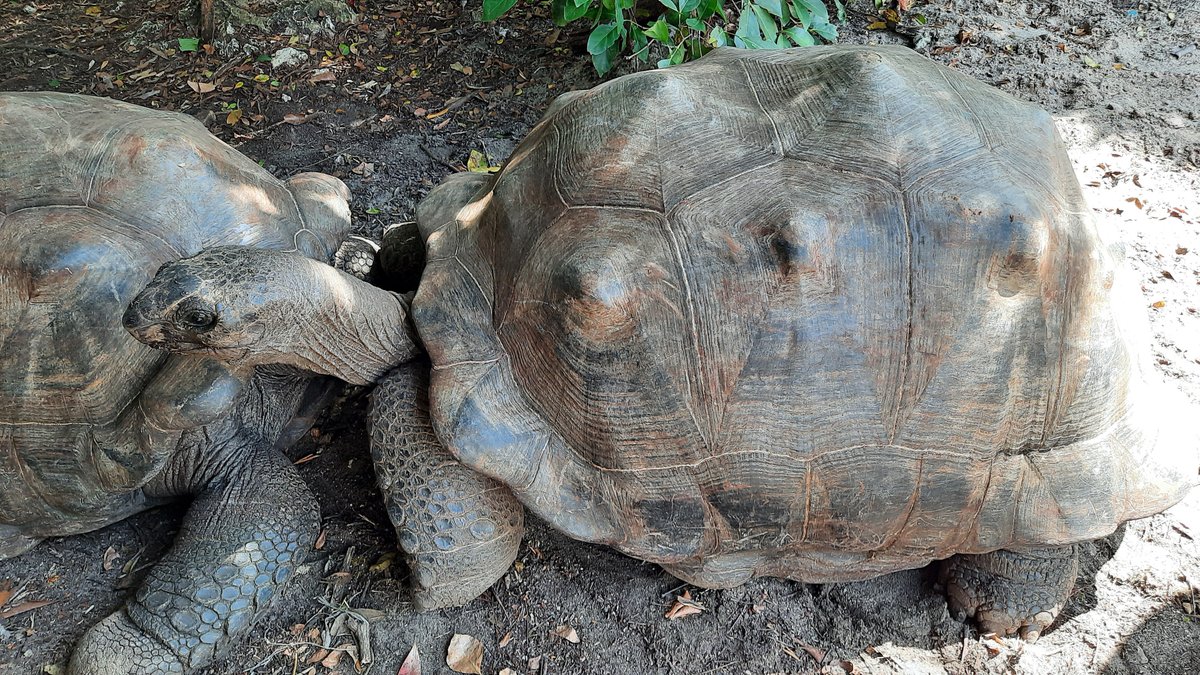 Jozani Sea Turtle Sanctuary (Zanzibar Island) - All You Need to Know ...