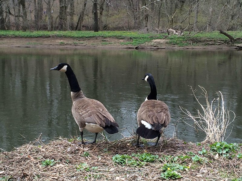 Two Canadian geese stand on a stick-covered bank overlooking still water