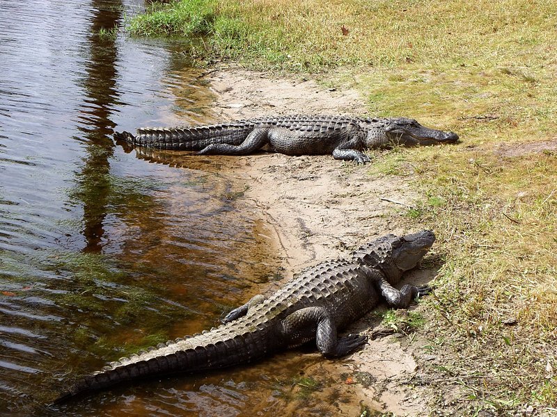 Two large alligators bask in the sun on a sandy, grassy shore, their tails still hanging in the water