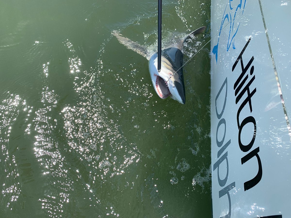 90 Minute Hilton Head Dolphin Tour