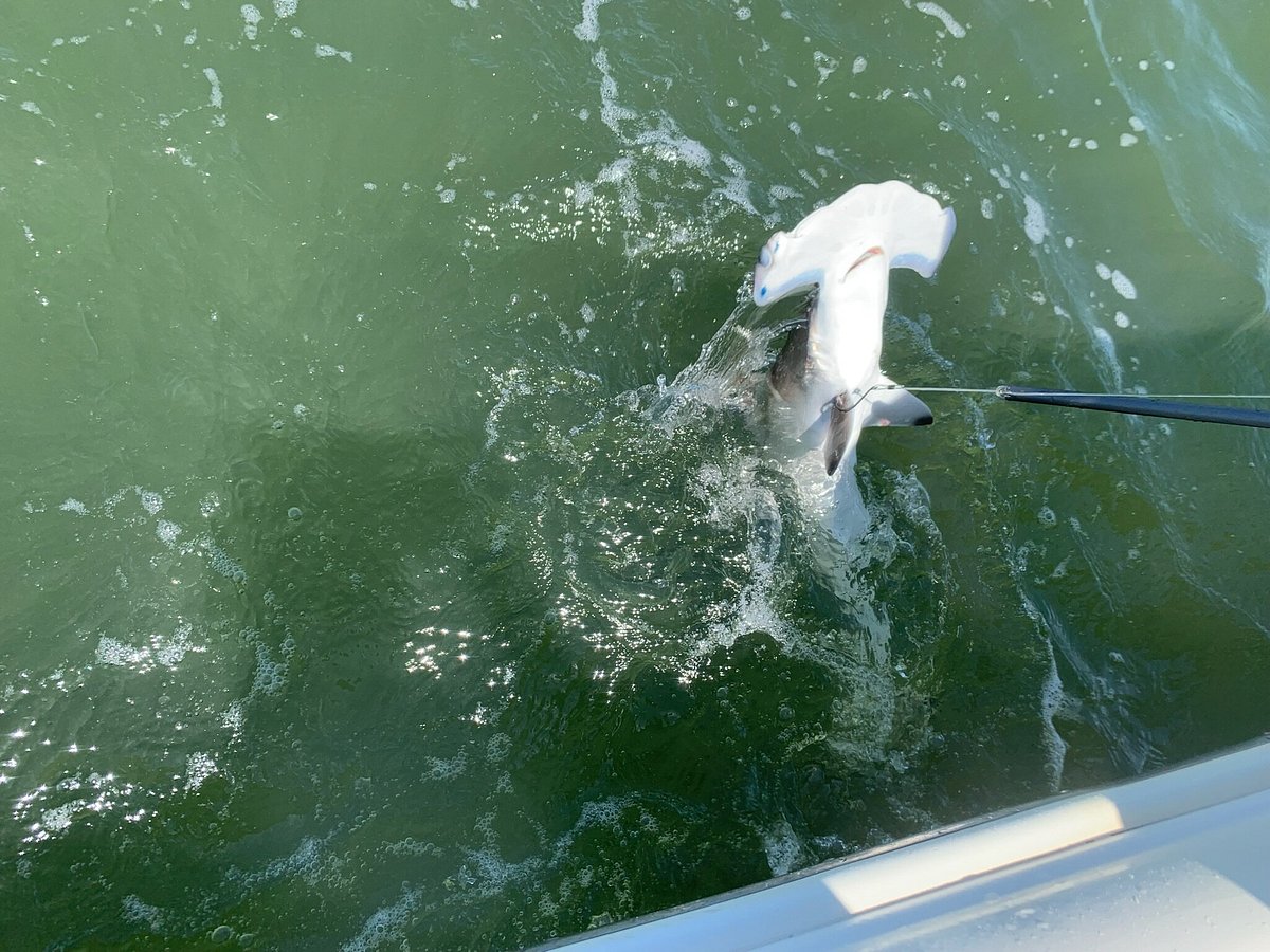 Awesome experience with Captain Heath! - Review of Family Shark Fishing &  Dolphin Discoveries 1, Hilton Head Island, SC - FishingBooker