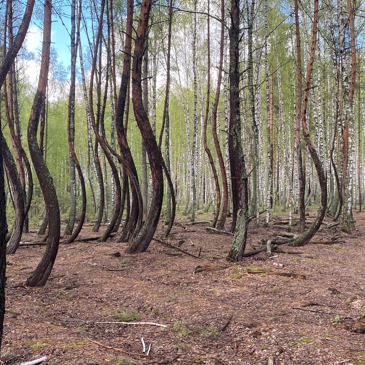 Шиловский лес Рязанская область