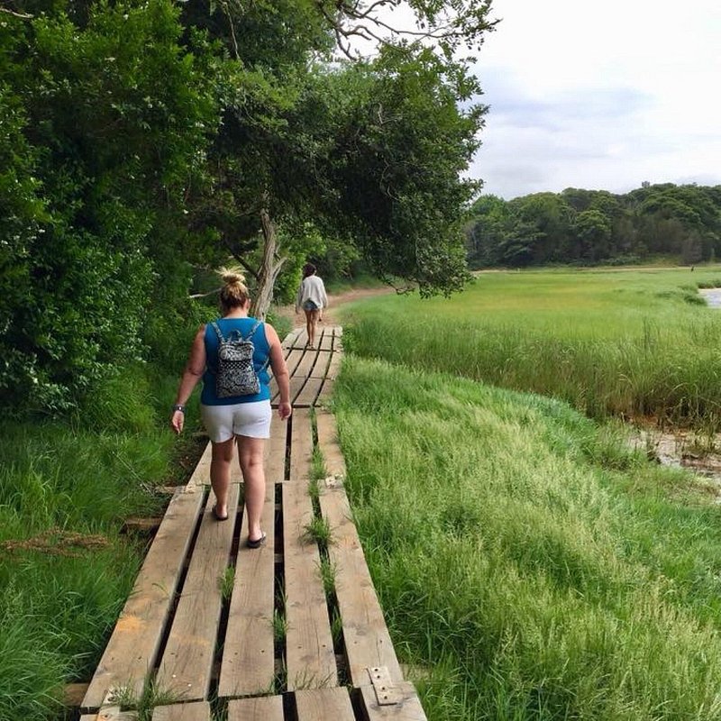 Two casually-dressed hikers, one with a small backpack, walk on a boardwalk above thick, marshy grasses and next to big, rounded trees