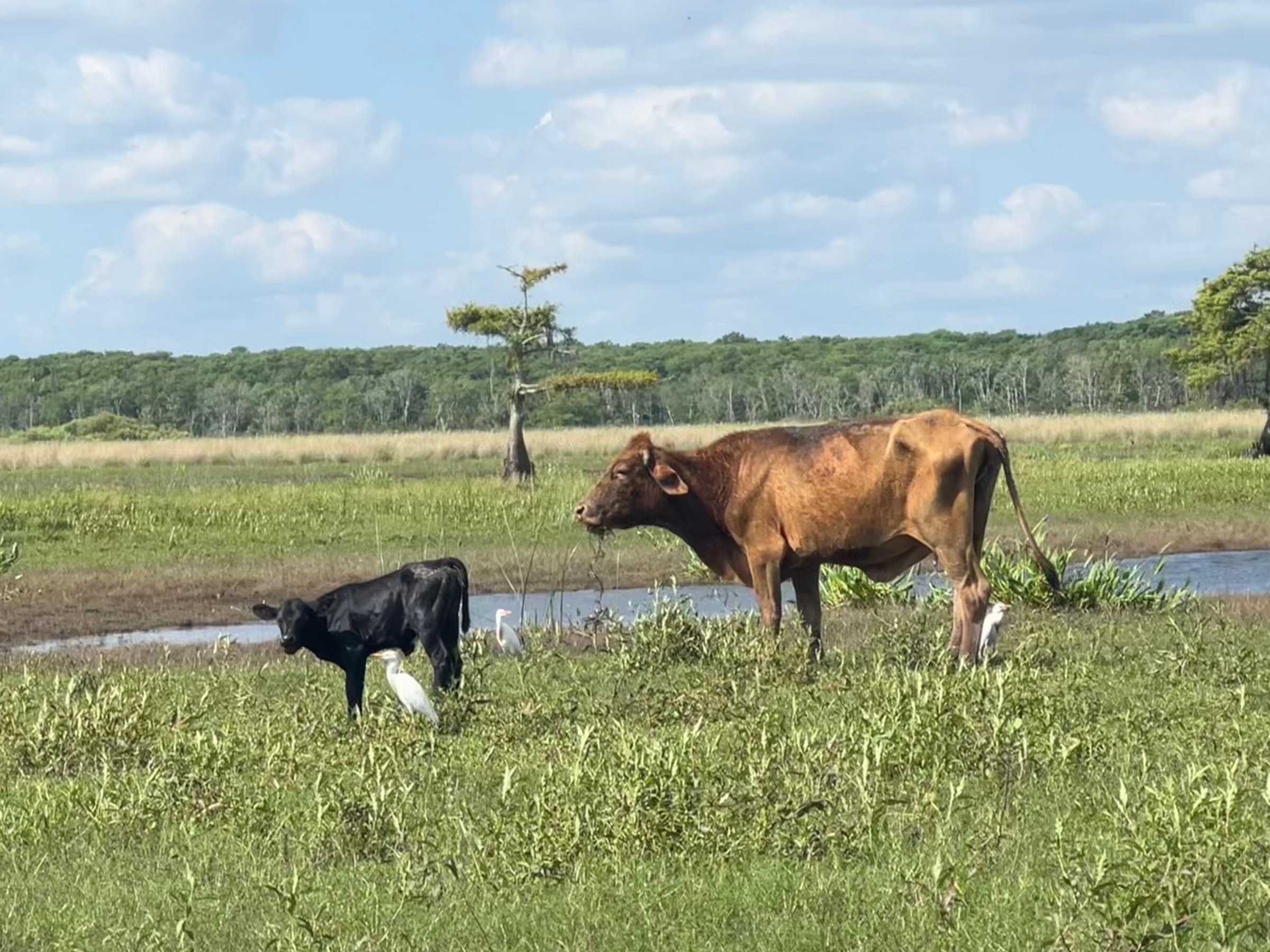 Backwoods Airboat Adventures (christmas) - All You Need To Know Before 