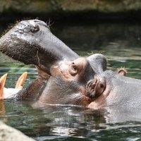 St. Louis Zoo (saint Louis) - All You Need To Know Before You Go