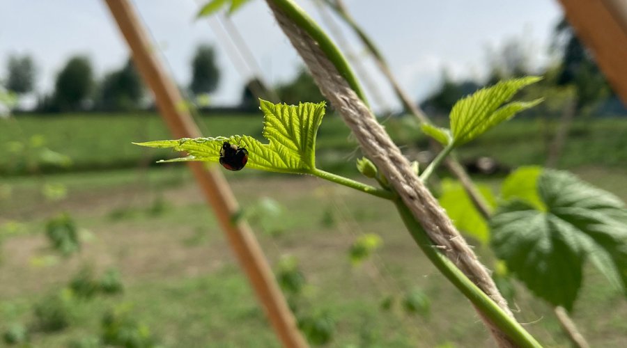 Outdoor Bereich des Museums, Garten für Biodiversität