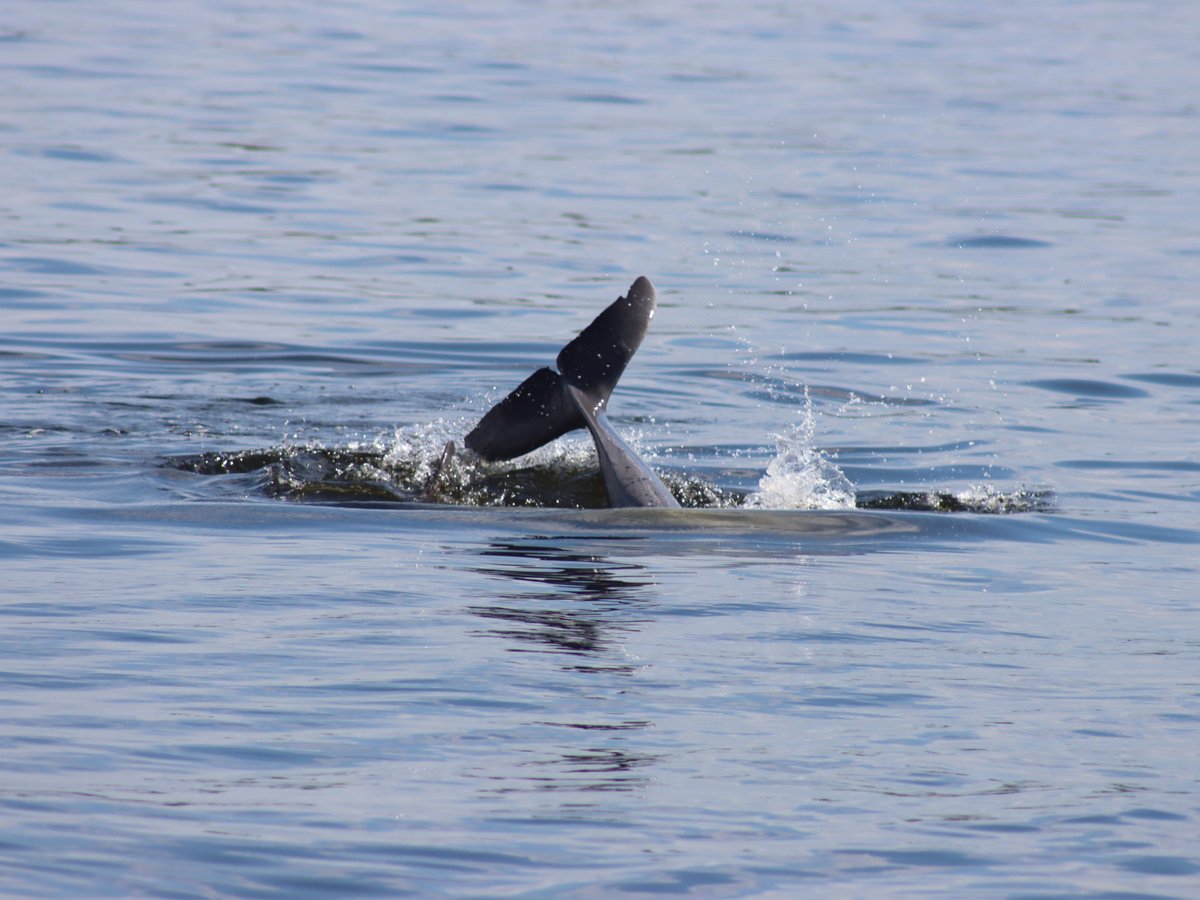 Tampa Bay Watch Discovery Center Eco-tours - All You Need to Know ...