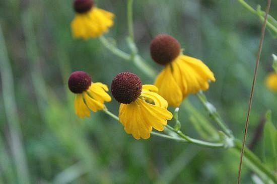 Yellow flowers with a large brown spherical center 