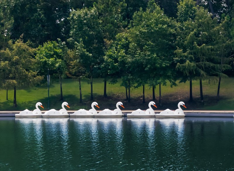 A line of white-bright swan boats reflect off lake water with big bushy trees in the background