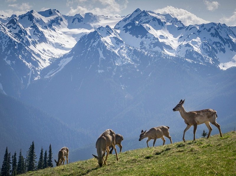 Five deer nibble at a patch of slanted green grass and look around with massive snow-covered mountains rising behind them, dwarfing evergreens at the bottom left of the photo
