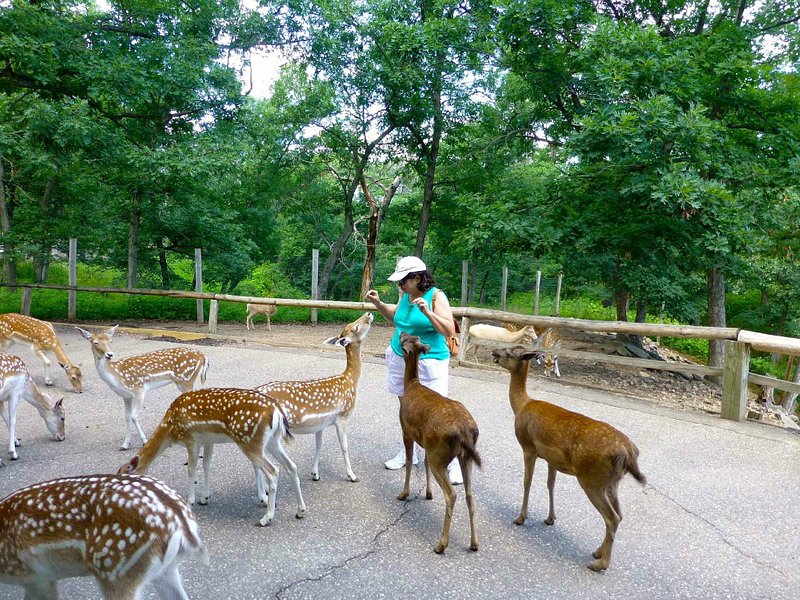A person in a light green shirt and white baseball hat holds up treats for hungry deer. Three of them reach their heads toward her hands, while others look around or nibble at the ground.