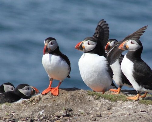 Cooped Up? Photos Of This Puffin Island Will Make You Feel Free