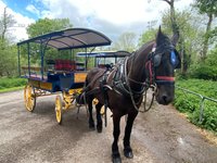 Jaunting Car Tour to Ross Castle from Killarney | Ireland