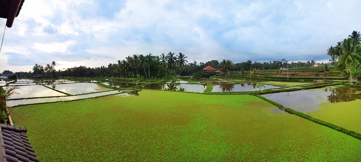 Review  Hidden gem Bali Dedary Resort Ubud  Kenderan Tripadvisor