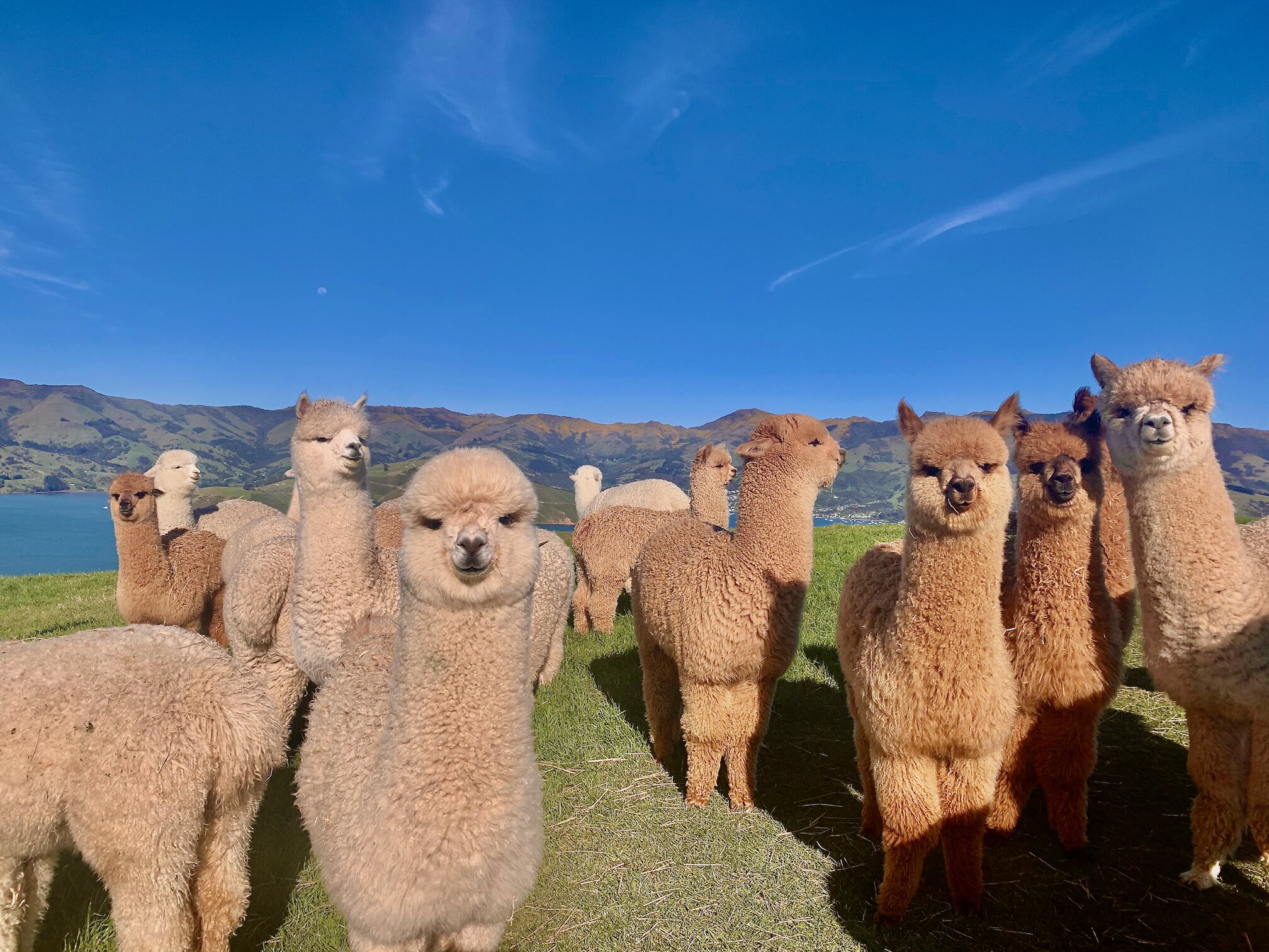 Shamarra Alpaca Farm Tours All You Need to Know BEFORE You Go 2024