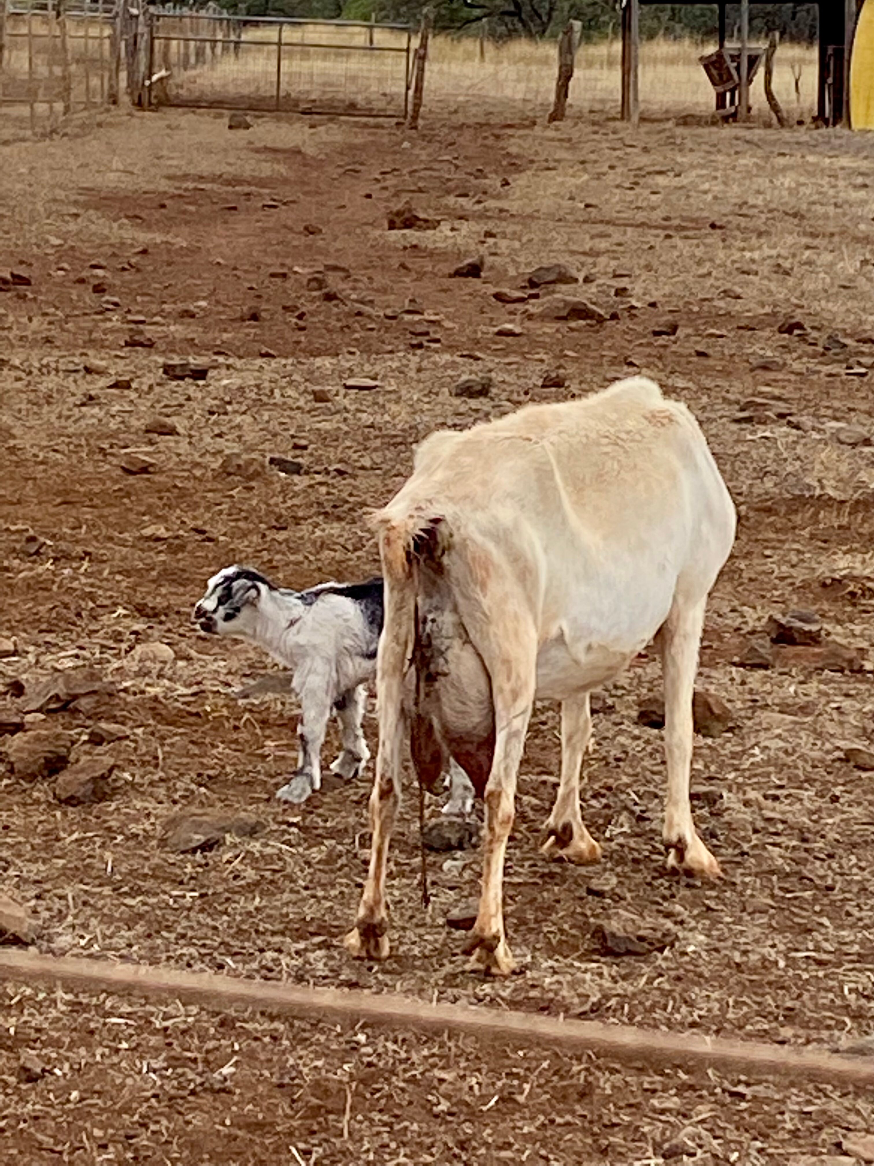 Surfing Goat Dairy Kula All You Need To Know BEFORE You Go   Surfing Goat Dairy 