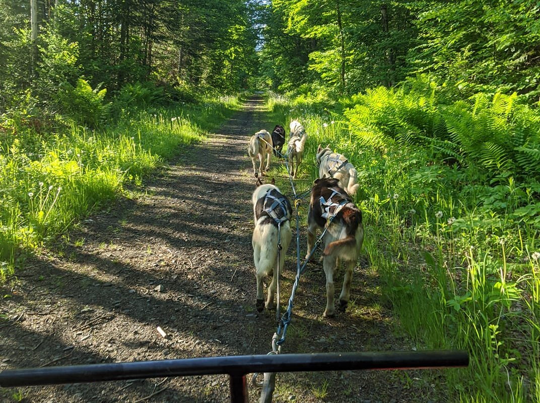 Muddy Paws Dog Resort