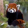 RedPanda