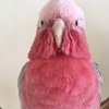 にゃじぽん