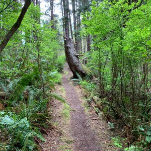 Langara Island - All You Need to Know BEFORE You Go (2024)