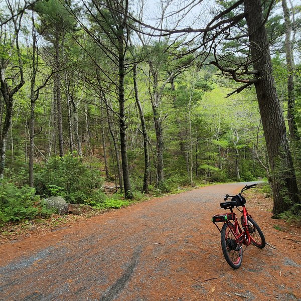 pedego acadia