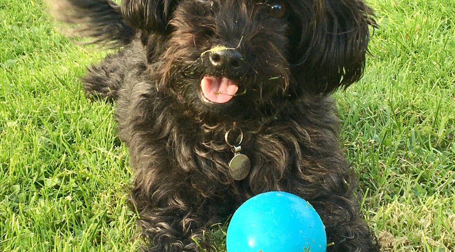 Wee Mac Black (Head of Customer Relations) P.S Hypoallergenic and doesn't shed