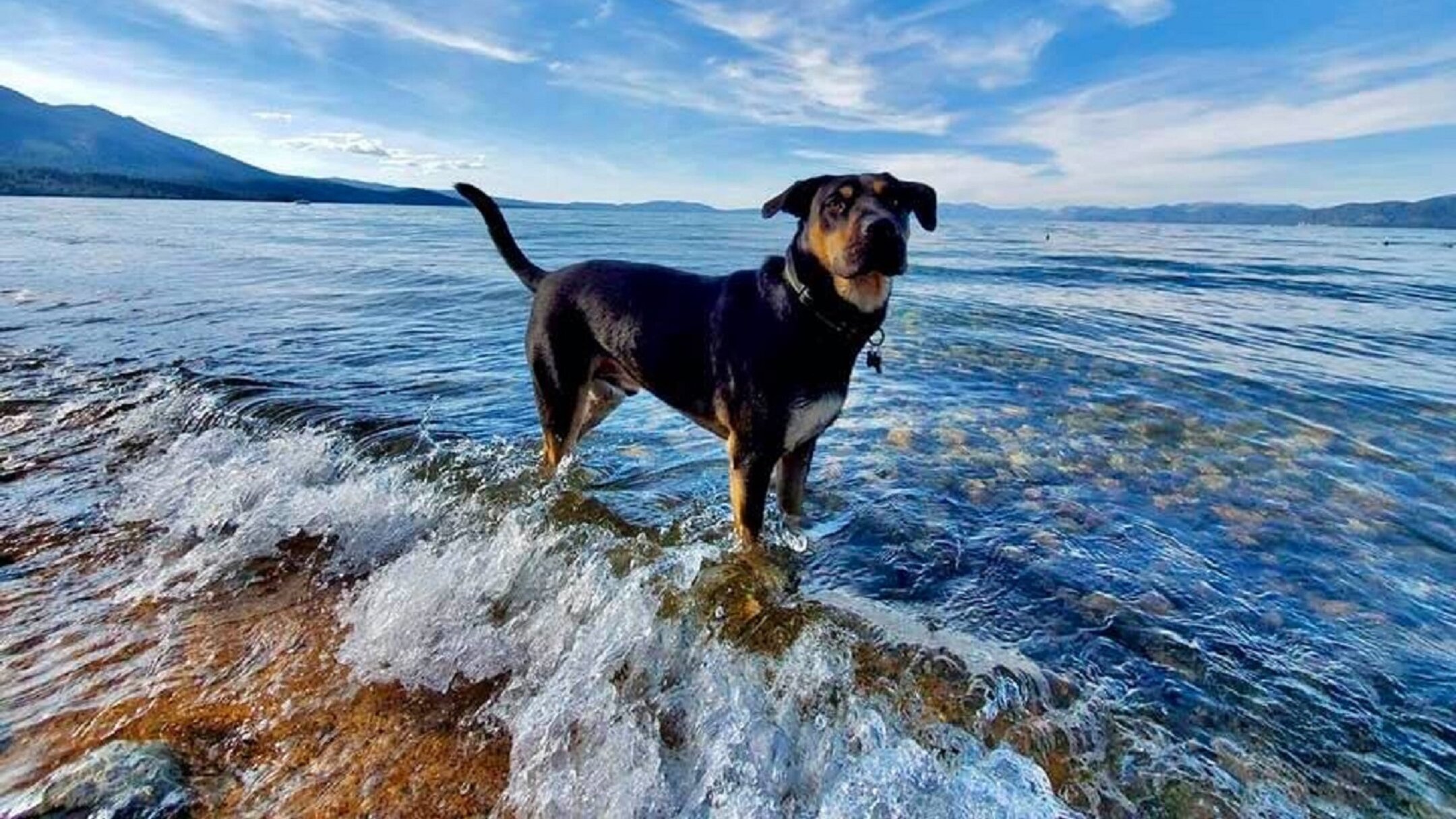 Dog friendly travel hot sale destinations