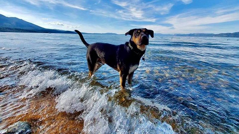 A dark brown dog with a white belly stands with his paws in the waves of a large body of water; there is a distant mountain in the background