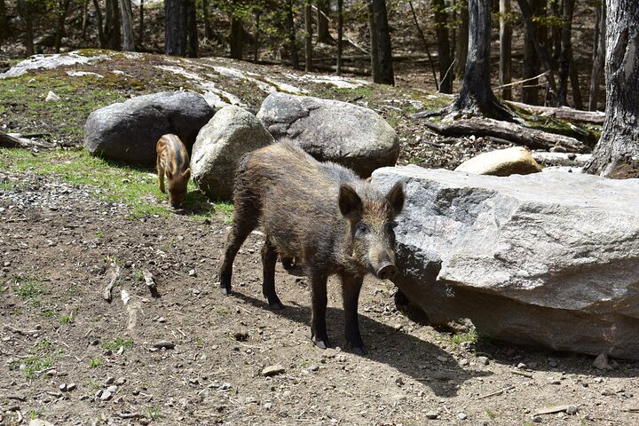 Omega Park All You Need to Know BEFORE You Go with Photos