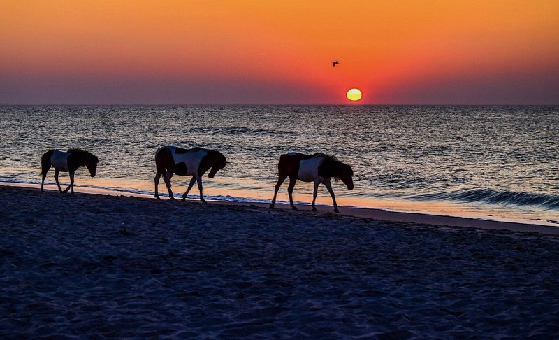 Horses walking on the beach at sunrise on Assateague Island