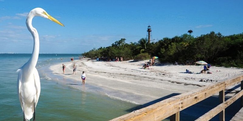A white egret stands on the pier at a beach on Sanibel Island