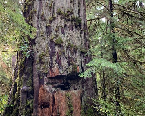 THE 15 BEST Things to Do in Haida Gwaii (Queen Charlotte Islands ...