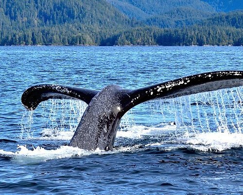 best cruise excursions sitka