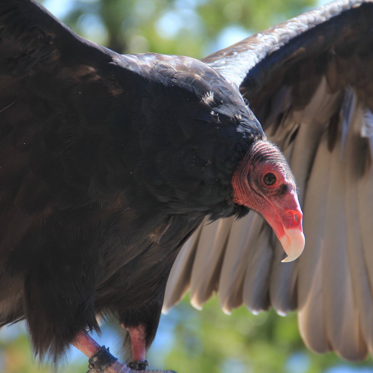 Cascades Raptor Center - All You Need to Know BEFORE You Go (2024)