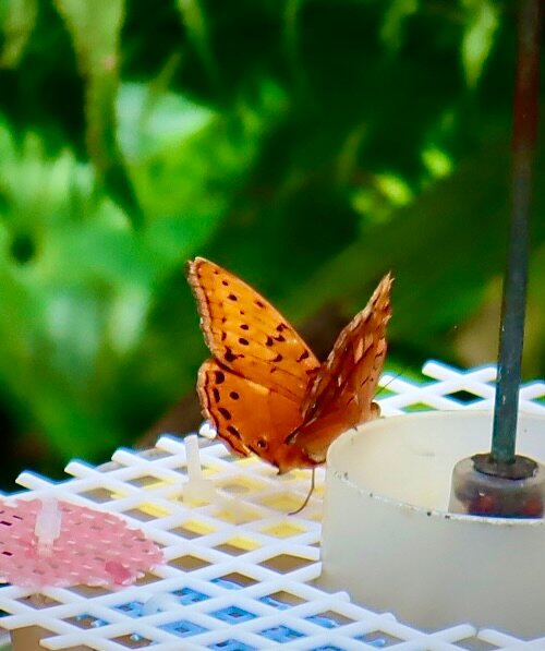 AUSTRALIAN BUTTERFLY SANCTUARY (Kuranda) - All You Need To Know BEFORE ...