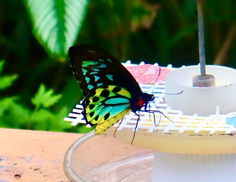 Australian Butterfly Sanctuary image