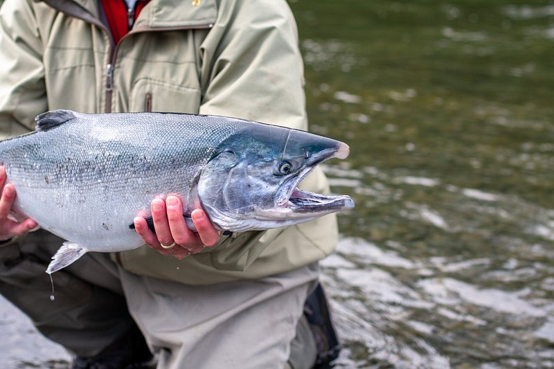 A person holds a large silver-colored salmon