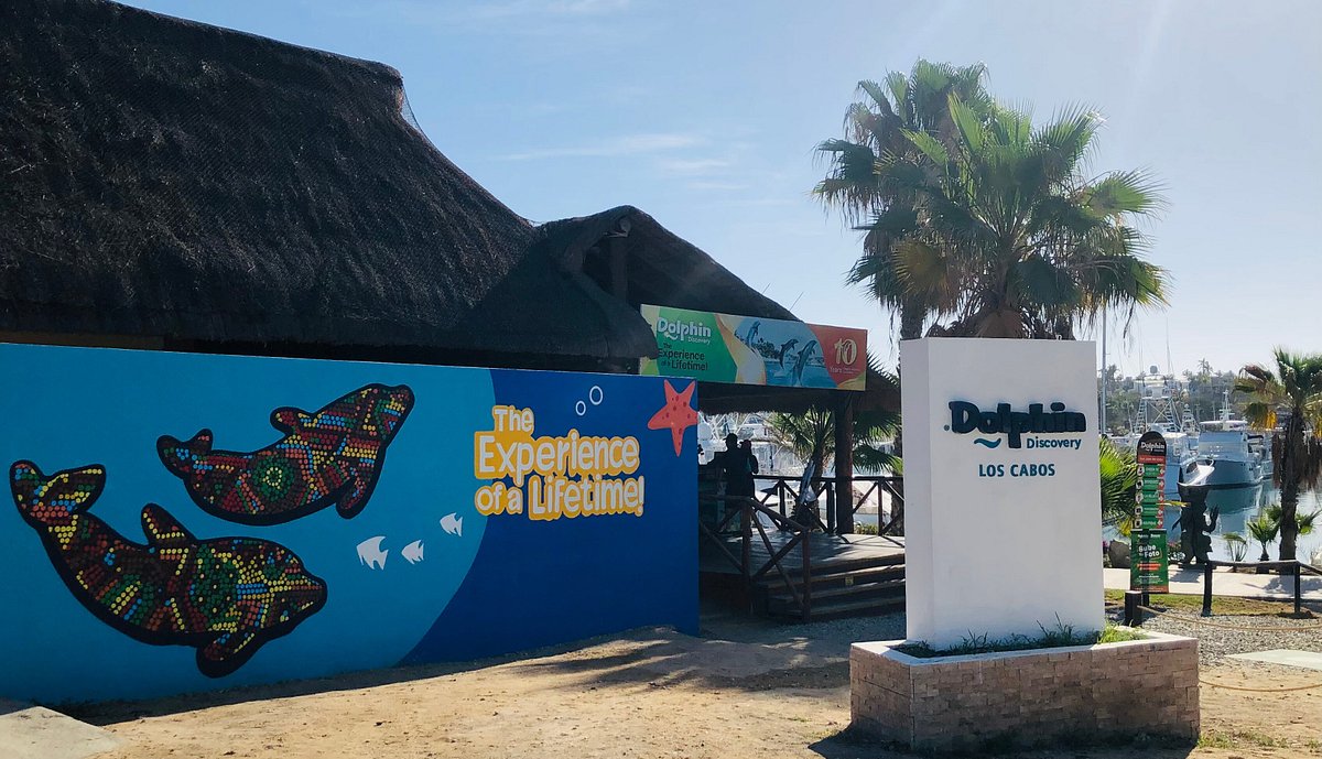 DOLPHIN DISCOVERY LOS CABOS (San Jose del Cabo) - 2023 What to Know BEFORE  You Go