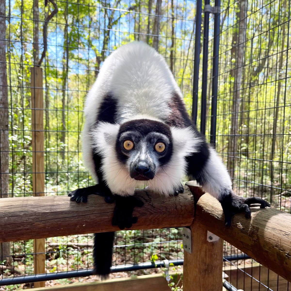 NORTH FLORIDA WILDLIFE CENTER (Lamont) All You Need to Know BEFORE You Go