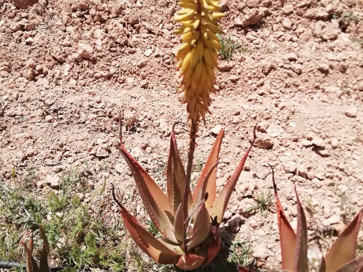 Aloe Vera Farm Mallorca, Санта-Маргарита: лучшие советы перед посещением -  Tripadvisor