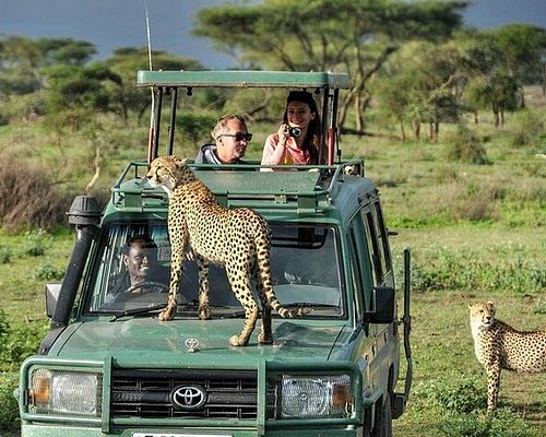 Tanzania Safaris