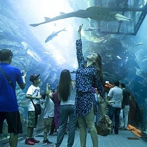 Aquarium (Dubai Mall) - Skyland Tourism France