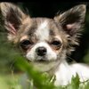 chihuahuasandcoffee