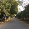 Anubhav P