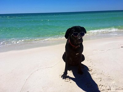 are dogs allowed at panama city beach