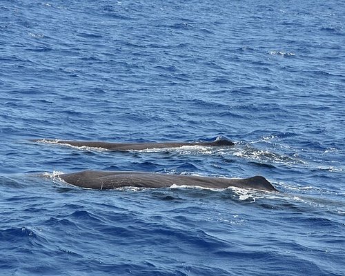 azores dolphin tours