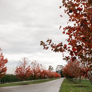 Domaine Chandon - Go Beyond Melbourne