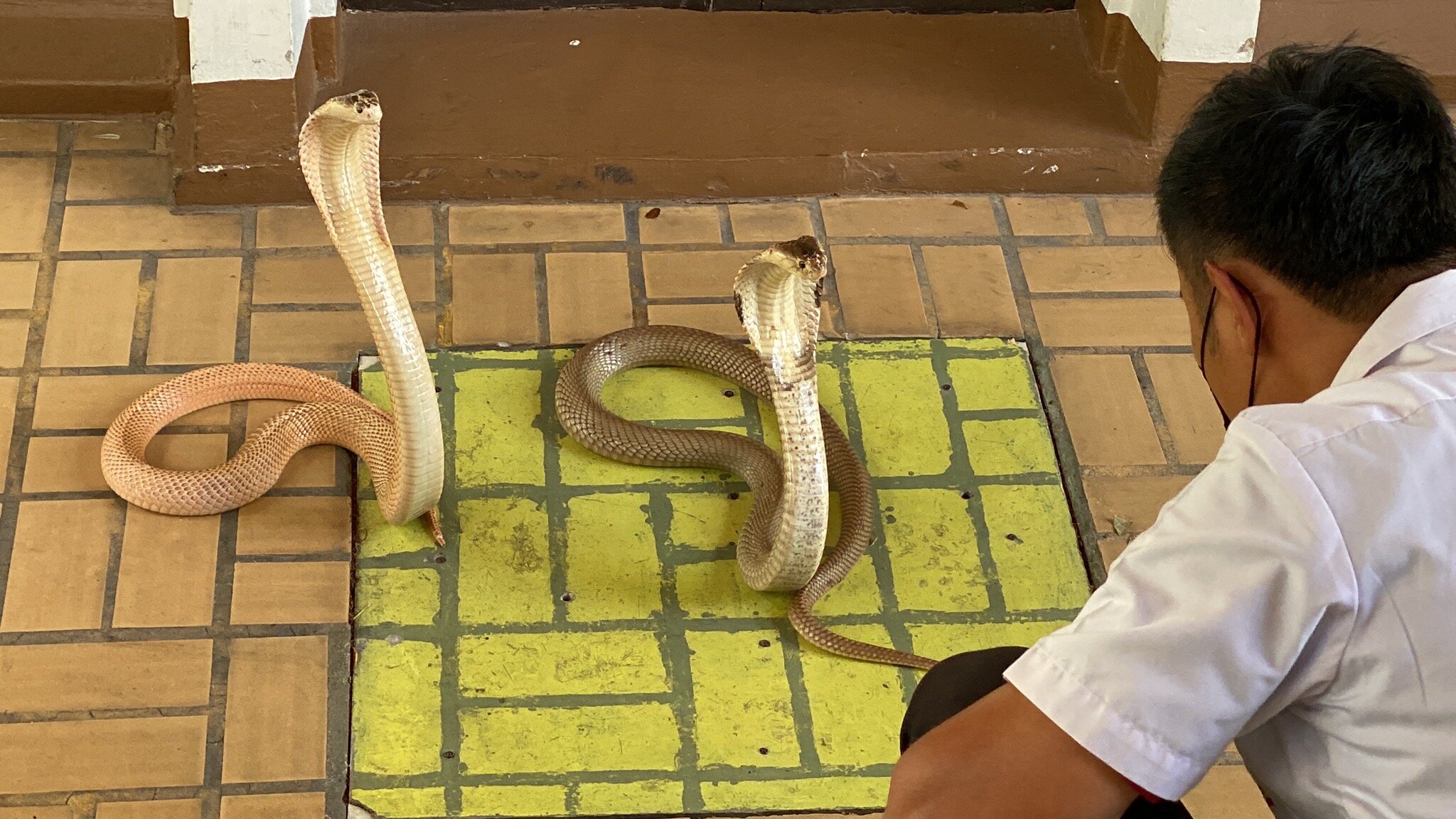 Snake Farm (Queen Saovabha Memorial Institute), Bangkok