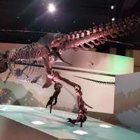 The Houston Museum of Natural Science - All You Need to Know BEFORE You Go