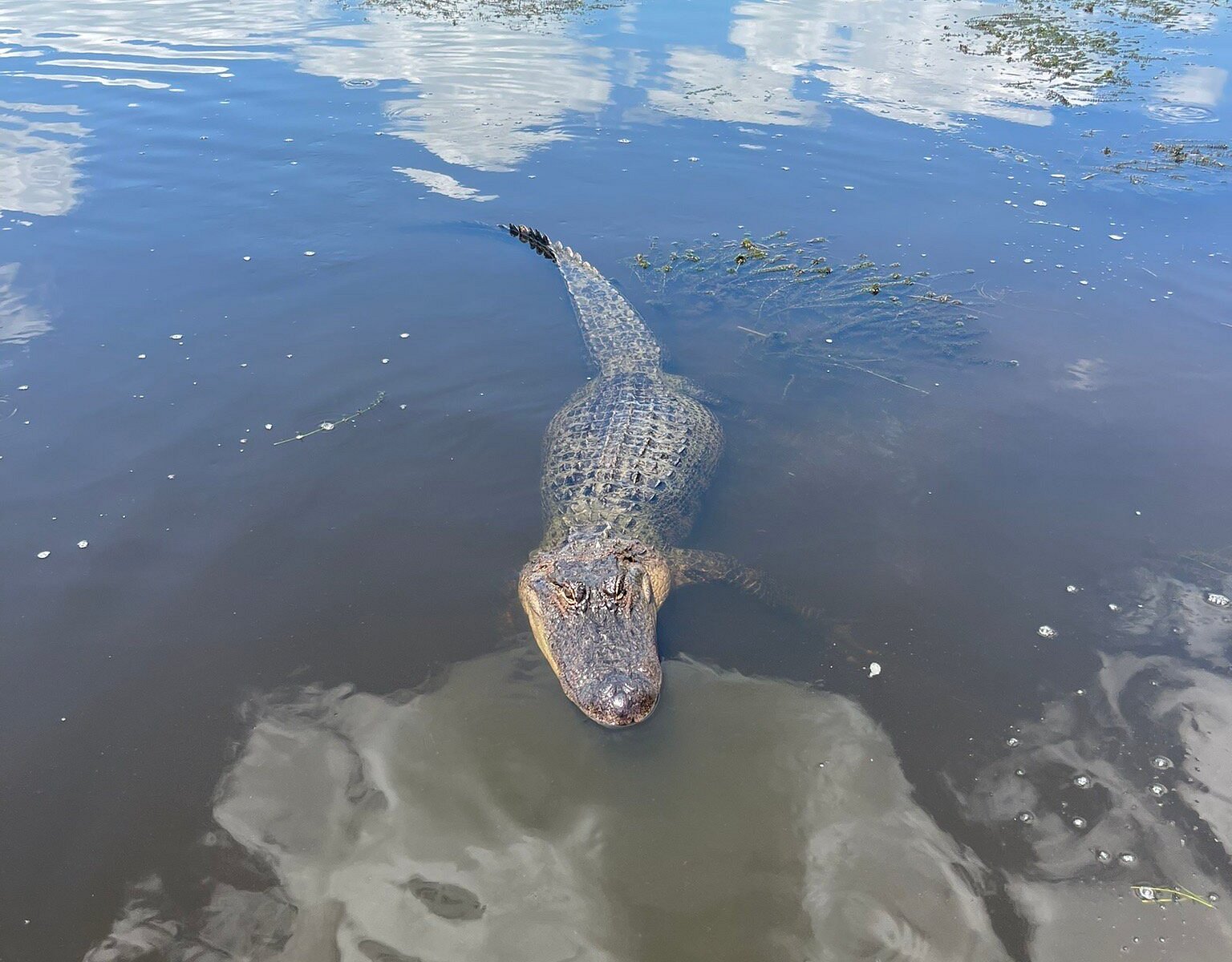 swamp tours houma louisiana